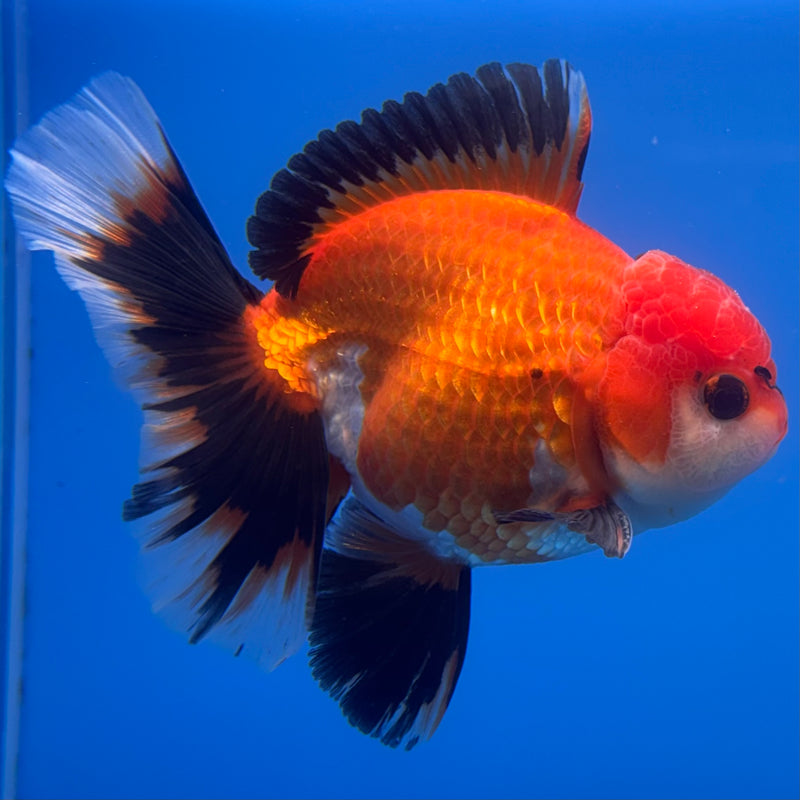 Thai Oranda Apache 3” Body Male(CK-681)R1A09
