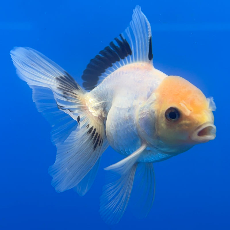 Thai Oranda Lemon Head White Panda 2.5” Body Male(CK-1314)R3B12