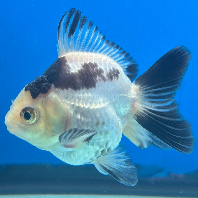 Thai Oranda NOK Panda 2” Body Male(NOK-CK-1188)R3B14