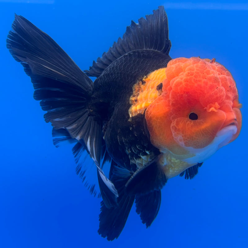 Thai Oranda Apache 3” Body Male(CK-1231)R1A11