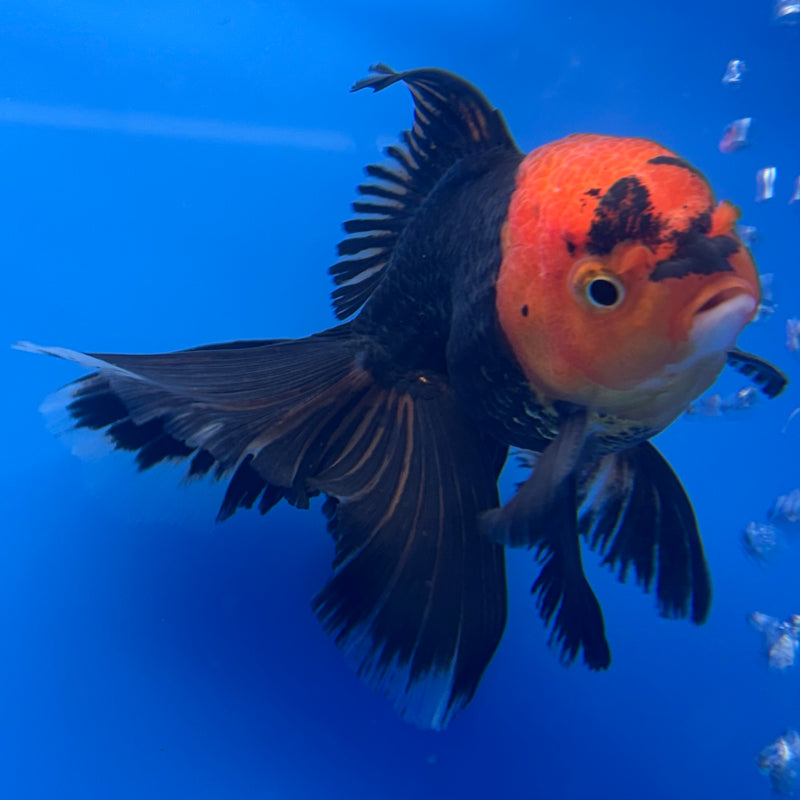 Thai Oranda Apache 3” Body Male(CK-710)R1A06