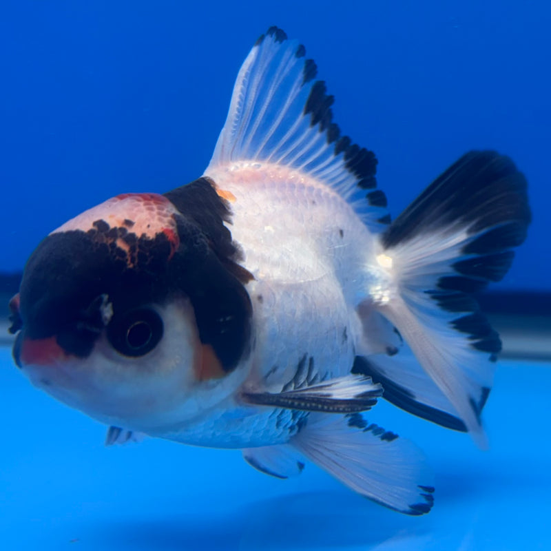 Thai Oranda Tri-Color 2.5” Body Female(CK-1266)R3B06