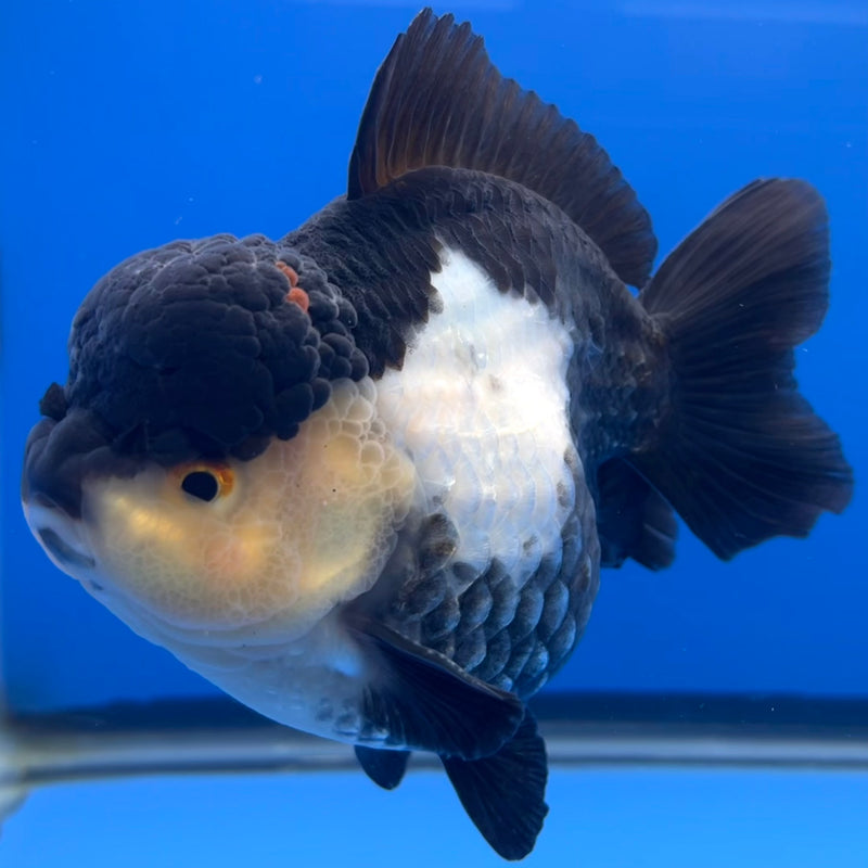 Thai Premium Oranda Yuanbao Panda 4” Body Male(CK-746)R1BlueTub4