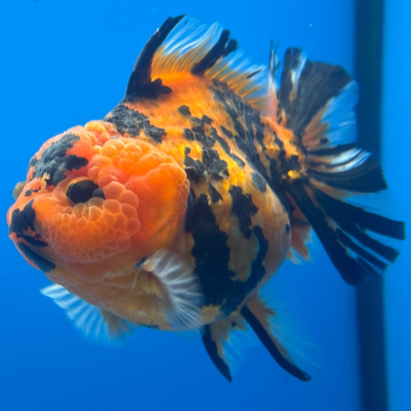 Thai Oranda Tiger Calico 3” Body Female(BIN-CK-1059)SHOWTANK2