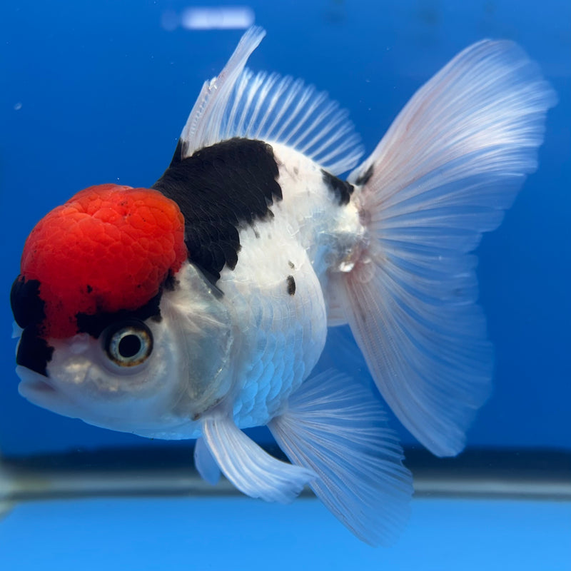 Thai Oranda Tri-Color 3” Body Female(CK-677)R1B10