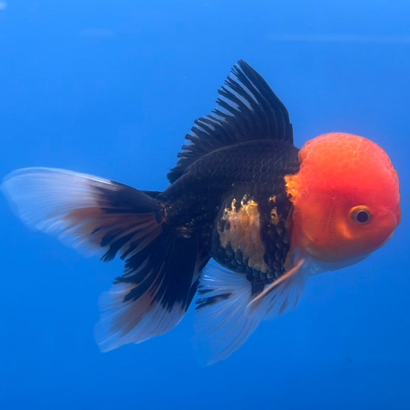 Thai Oranda Apache 3” Body Male(CK-665)R1B08