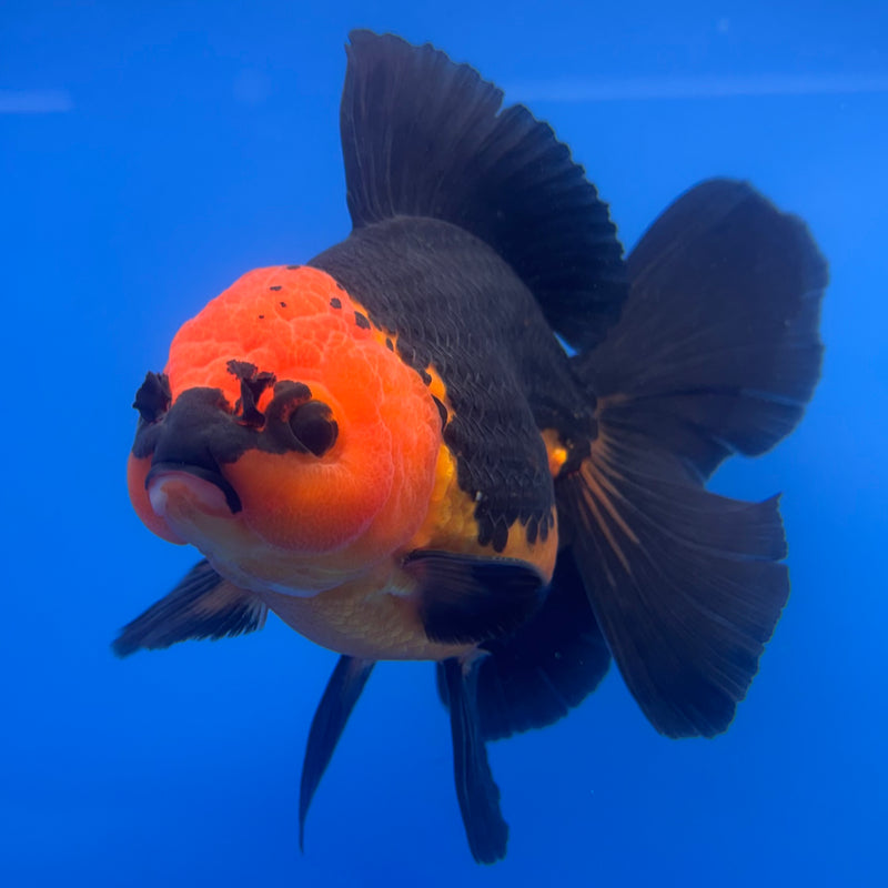 Thai Oranda Apache 4” Body Female(CK-816)R1A04