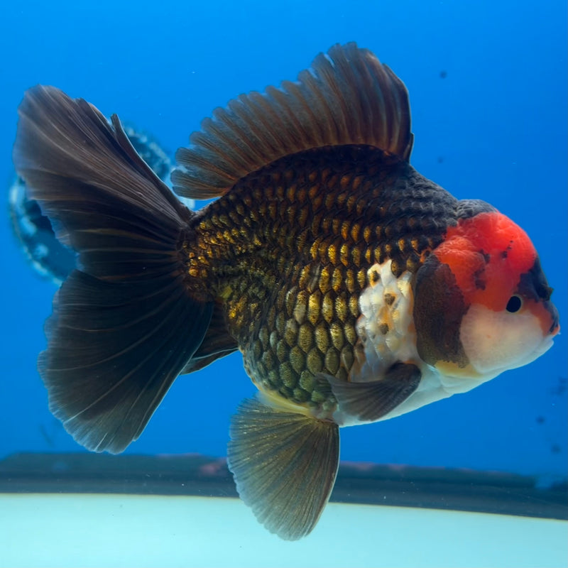 Thai Oranda Tri-Color 4” Body Male(CK-1101)SHOWTANK2