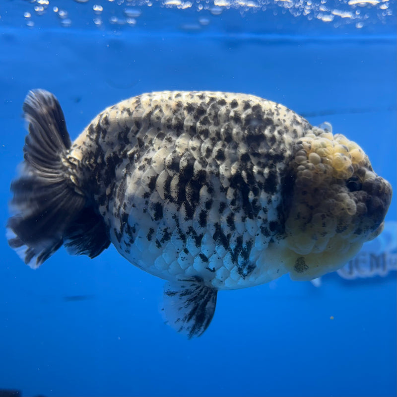 Thai Ranchu White Tiger 4.5” Body Male(BIN-CK-1042)R1BLUETUB2