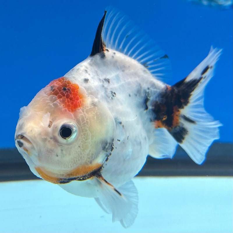 Thai Oranda Calico Yuanbao by SHOGUN 3” Body Male(CK-1167)R3A06