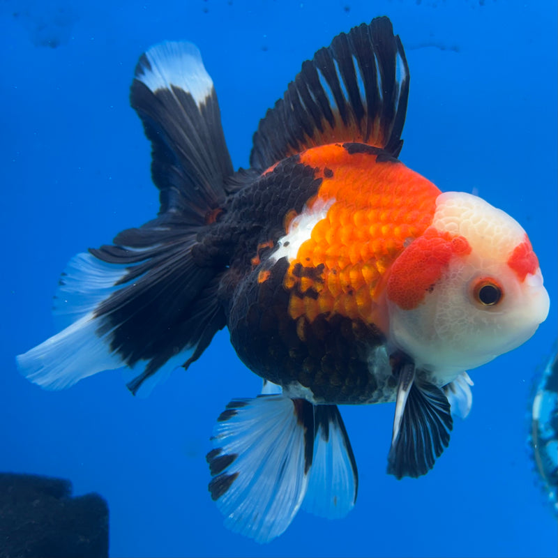 Thai Oranda Apache 3” Body Male(QGF-CK-1070)SHOWTANK