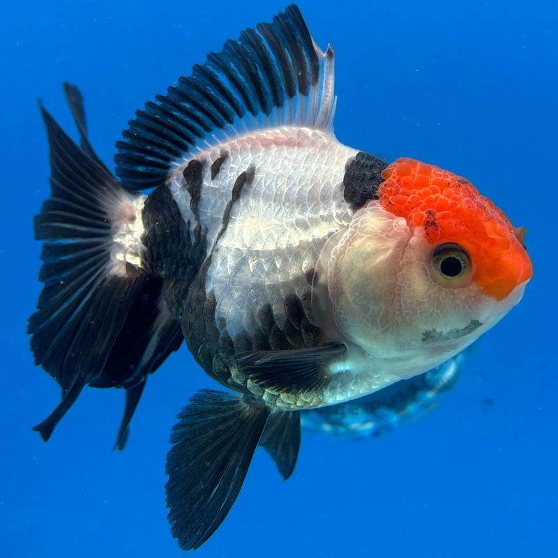 Thai Oranda Tri-Color 3.5” Body Female(CK-931)R1BLUETUB4