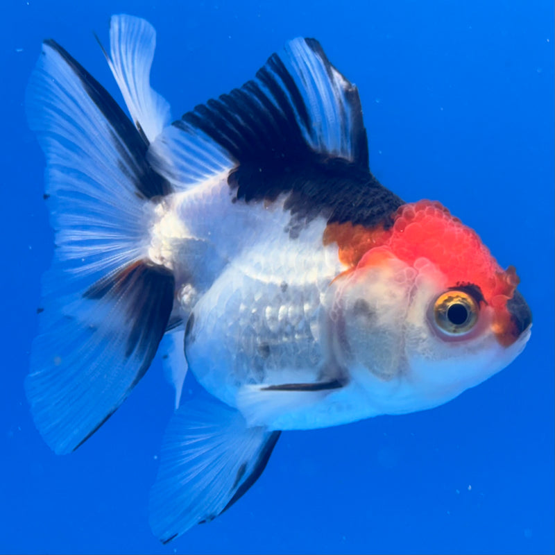 Thai Oranda Tri-Color 2.5” Body Female(CK-997)R3B20
