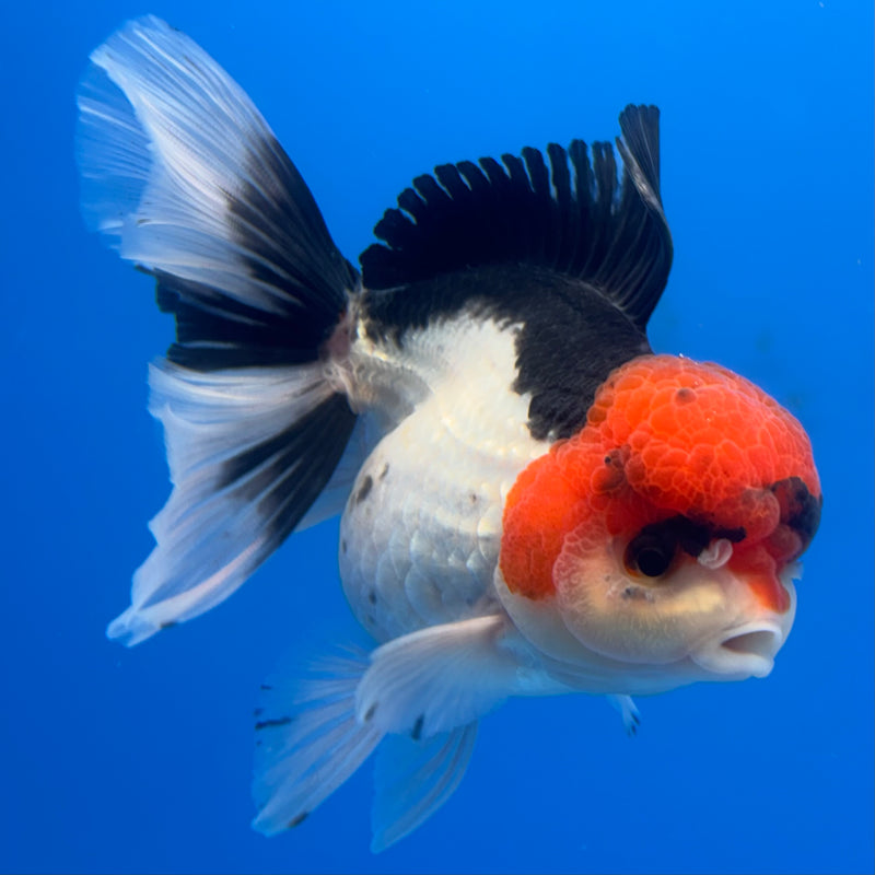 Thai Oranda Tri-Color 3.5” Body Female(CK-697)R1B07