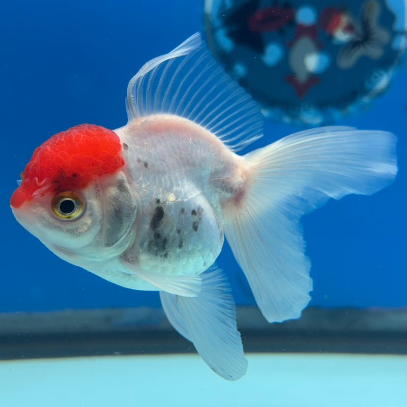 Thai Oranda White Body Red Cap 2.5” Body Female(CK-1025)R3B11