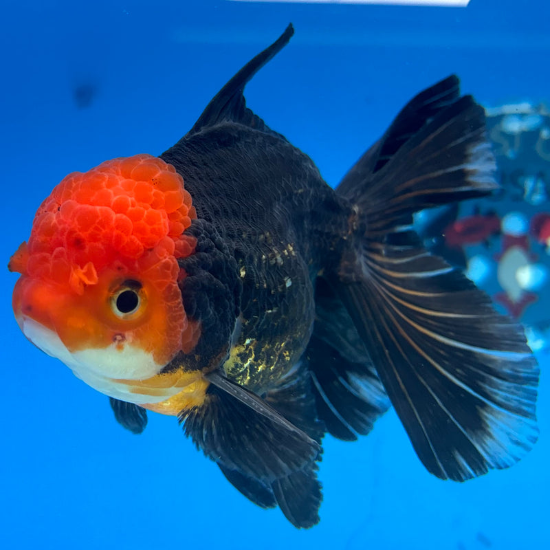 Thai Oranda Apache 3.5” Body Male(CK-1507)R2A04