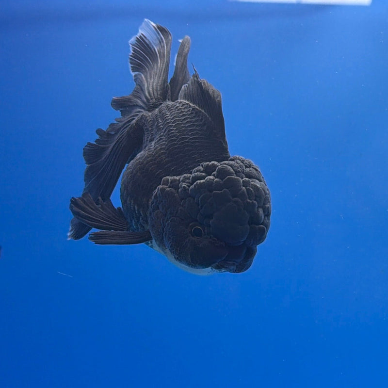 Thai Oranda Super Black 3in Female (FEB-298)R2B06