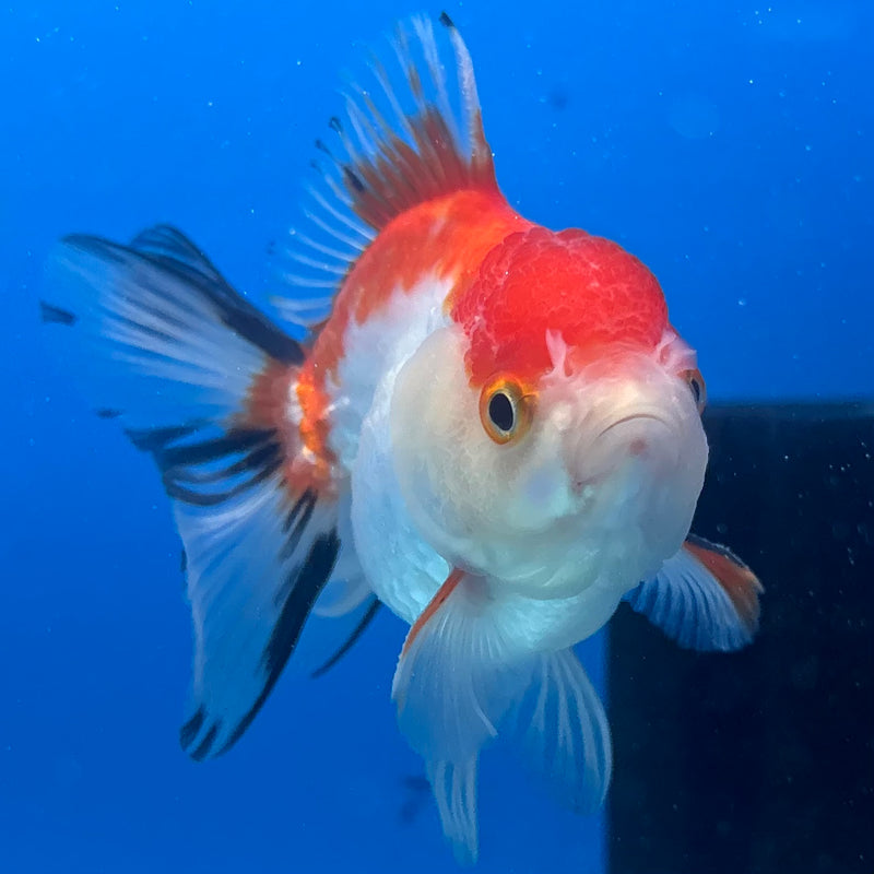 Thai Oranda Tri-Color 2.5" Male (CK-1522)R3B16