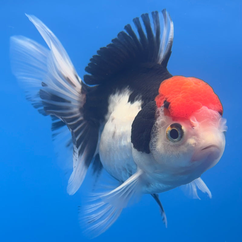 Thai Oranda Tri-Color 3” Body Female(CK-703)R1A05
