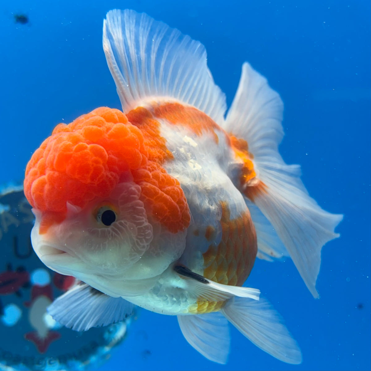 Thai Oranda Tri-Color 3.5” Female(CK-1628)R2A08
