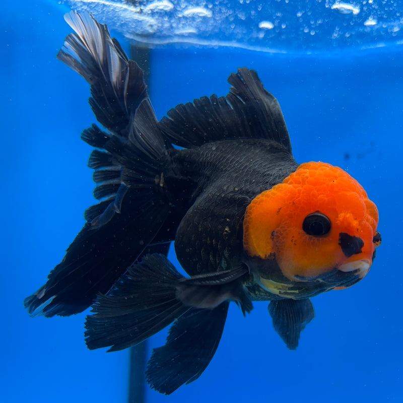 Thai Oranda Black Body Red Cap 3.5" Male(CK-1541)R2B13