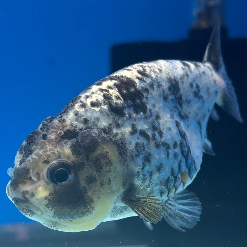 Thai Ranchu Granite Calico 3.5” Body Male(CK-1502)R3A13