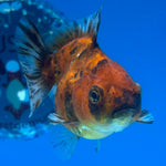 Thai Oranda Calico Yuanbao by SHOGUN 2.5” Body Male(CK-1592)R3B08