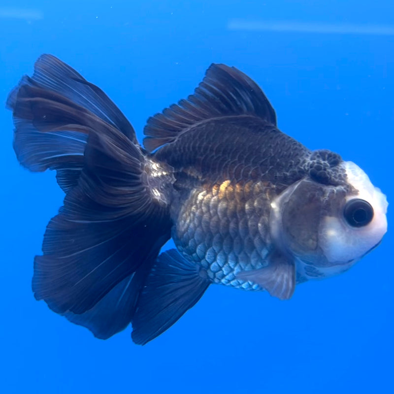 Thai Oranda Panda 3” Body Male(CK-781)R3A15