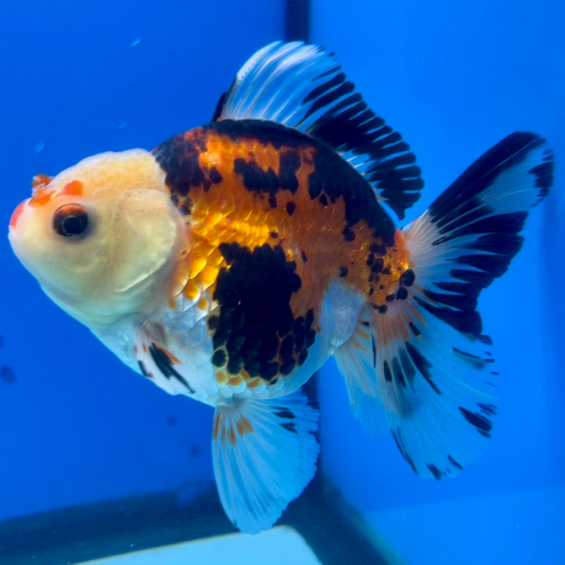 Thai Oranda Lemon Head Apache 3.5” Body Female(CK-1197)SHOWTANK