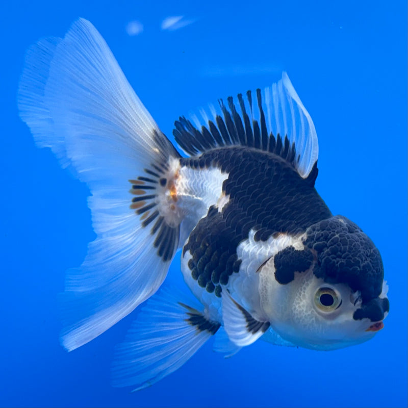 Thai Oranda Panda 3” Body Female(CK-1001)R3B18