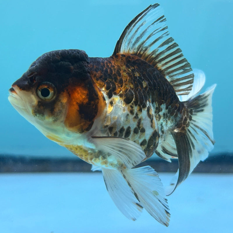 Thai Tri-Color Oranda 2.5”Body Female (JCD-074)R4C06