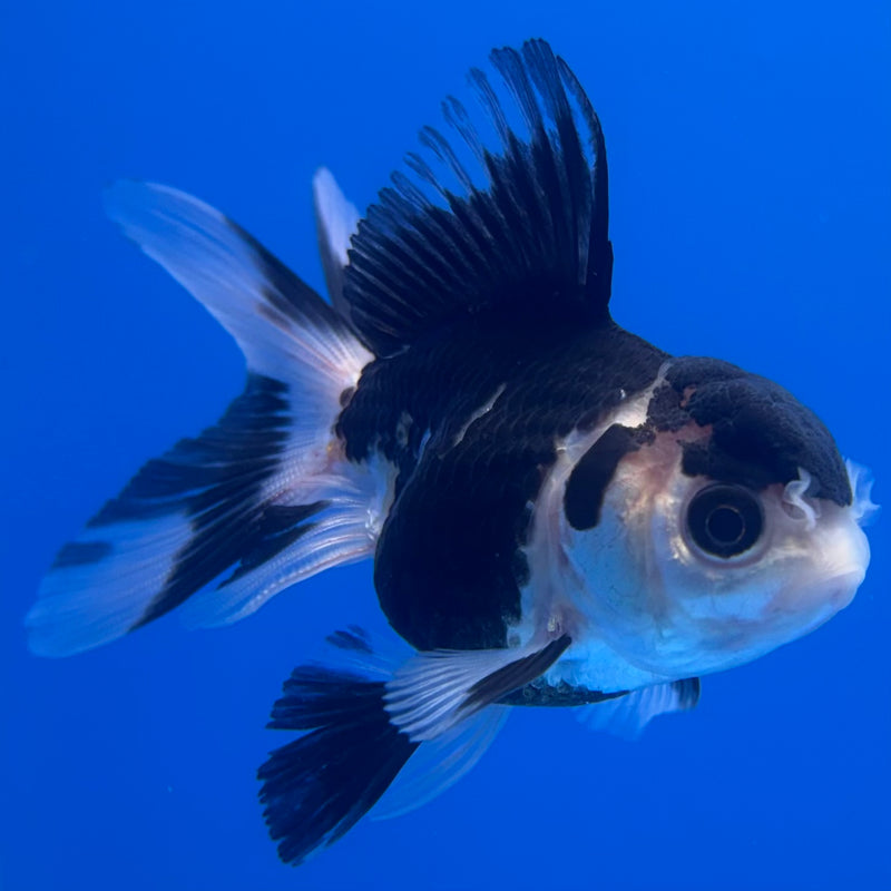 Thai Oranda Panda 2.5” Body Female(CK-1243)R3B10