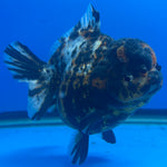 Thai Oranda Tri-Color Tiger 4" Female(NKT-CK-1577)BLUETUB-B