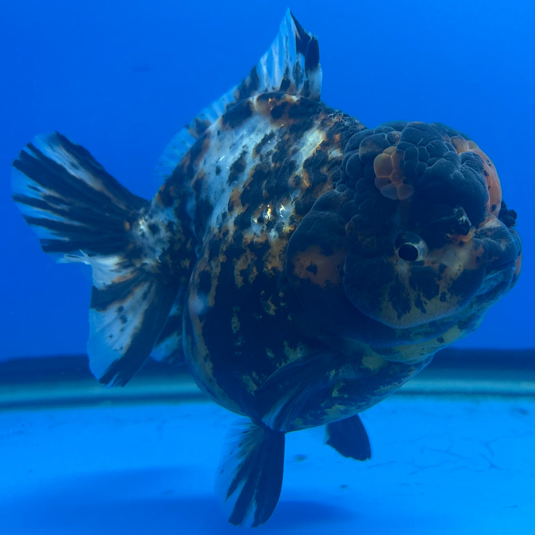 Thai Oranda Tri-Color Tiger 4" Female(NKT-CK-1577)BLUETUB-B