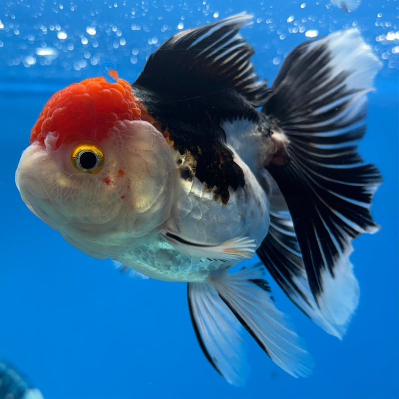 Thai Oranda Tri-Color 3.5” Body Female(CK-915)R1BLUETUB4