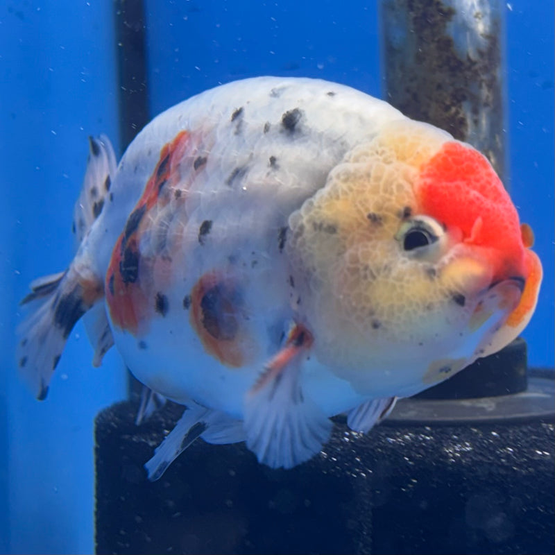 Thai Ranchu Tri-Color Calico 3.5” Body Male(CK-946)R2C03