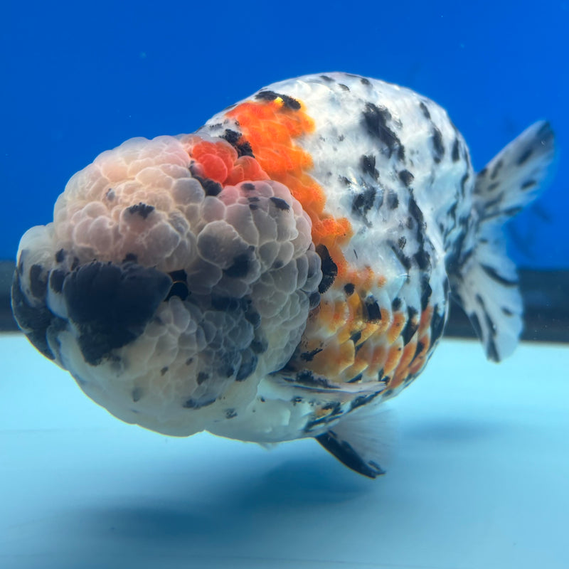 Thai Ranchu JUMBO Calico 4.5” Body Male(BIN-CK-1050)SHOWTANK2
