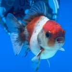 Thai Oranda Calico Yuanbao by SHOGUN 2.5” Body Male(CK-1587)R3B09