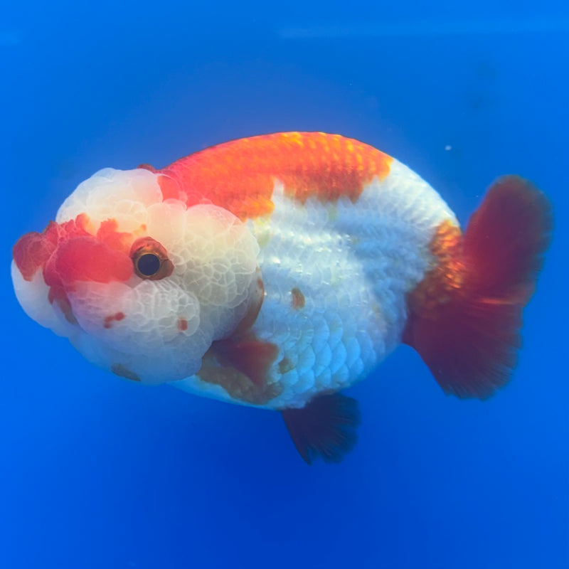 Thai Ranchu Red/White 3.5” Body Male(CK-787)R3A14