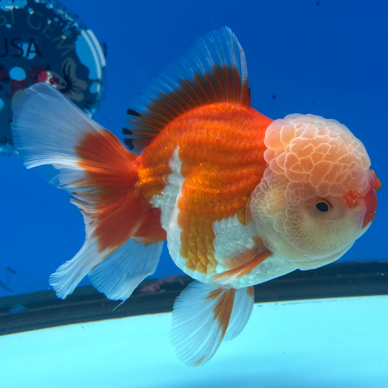 Thai Jumbo Oranda Tri-Color 4.5” Body Female(CRP-CK-1086)BLUETUB2