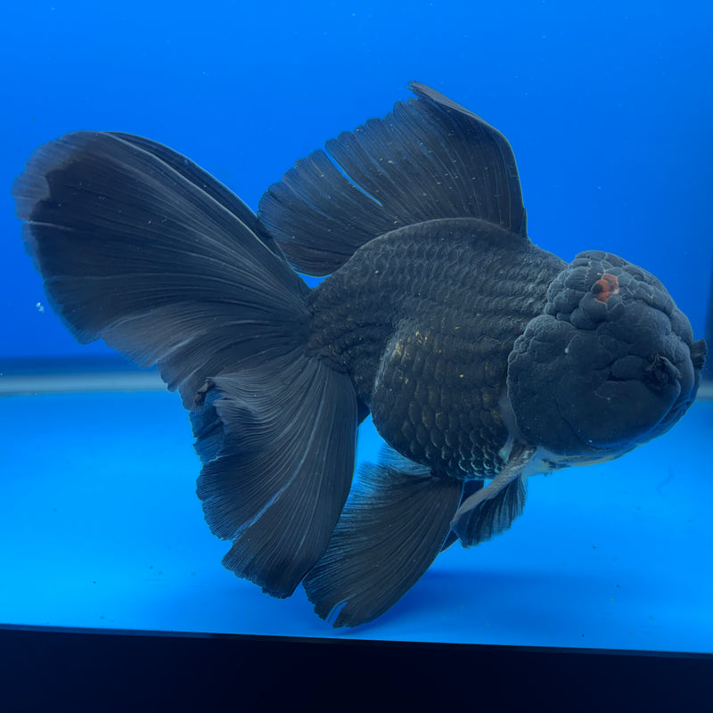 Thai Oranda Full Black 4” Body Male(CK-821)R1A09