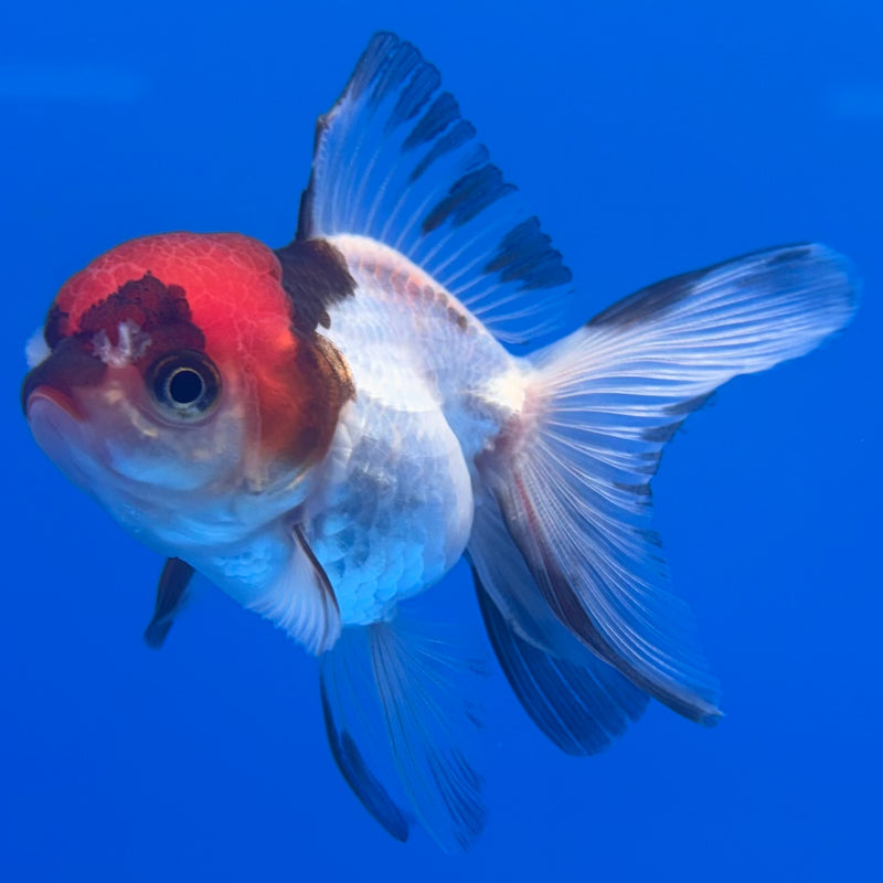 Thai Oranda Tri-Color 2” Body Female(CK-1313)R3B13