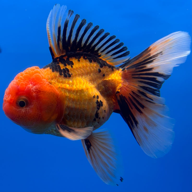 Thai Oranda Apache 2.5” Body Male(CK-721)R1A01