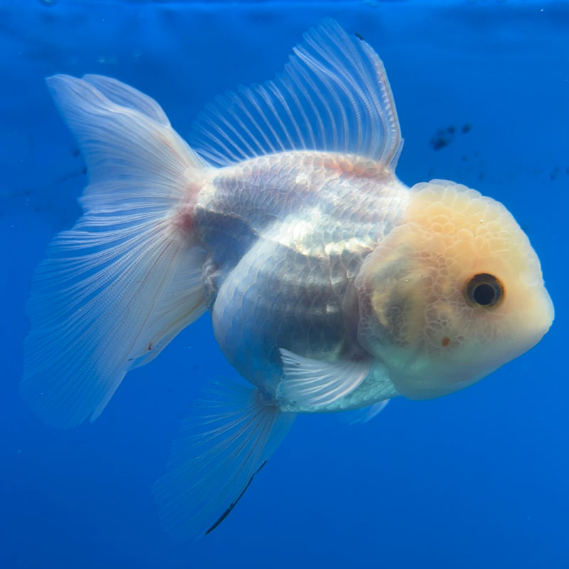 Thai Oranda White 3” Body Female(CK-981)R3B08