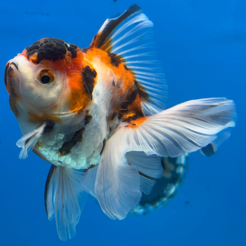 Thai Oranda Tri-Color Calico 3.5” Body Female(QGF-CK-1091)SHOWTANK