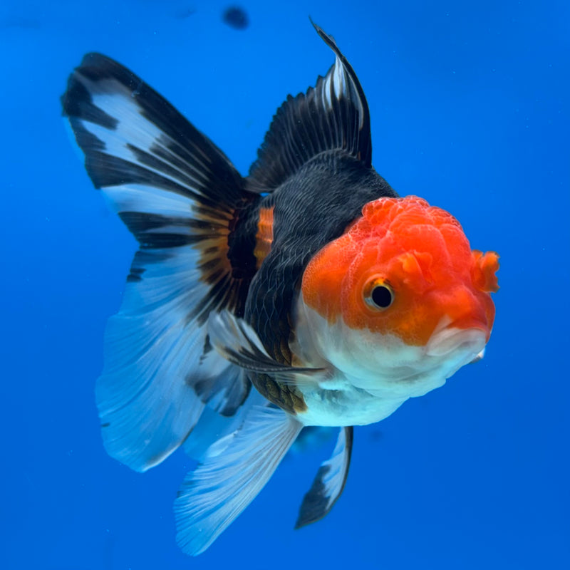 Thai Oranda Apache 3” Body Male(CK-1402)R1B09