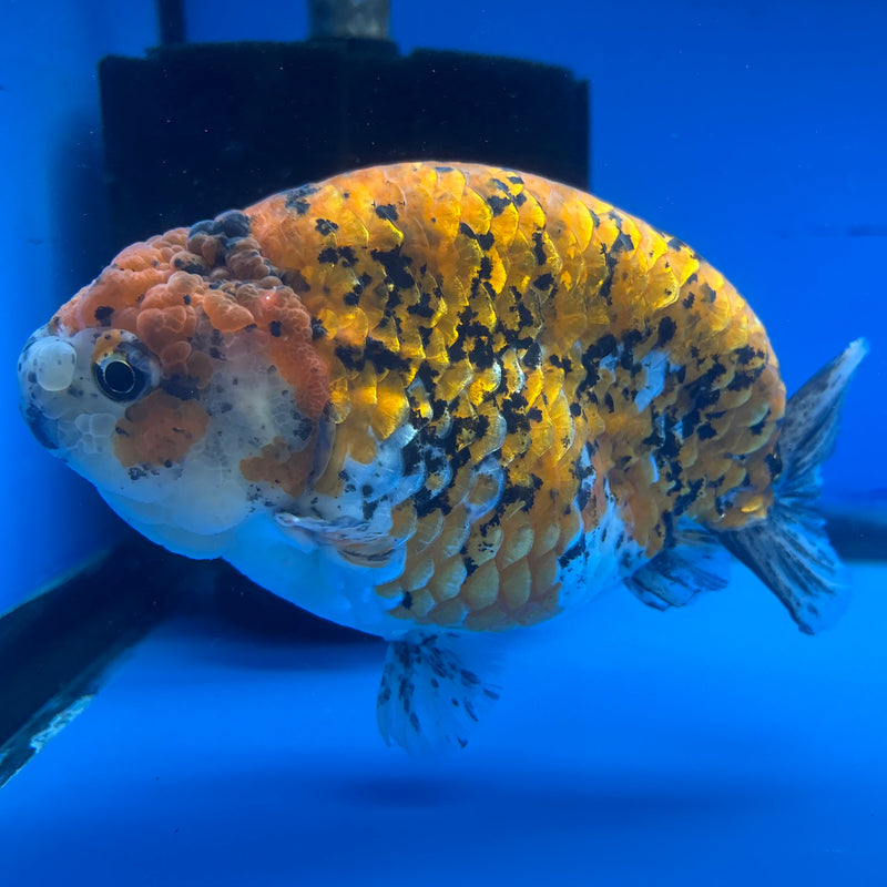 Thai Super Jumbo Calico Ranchu 6” Body Male(CK-CRP-JO1136)