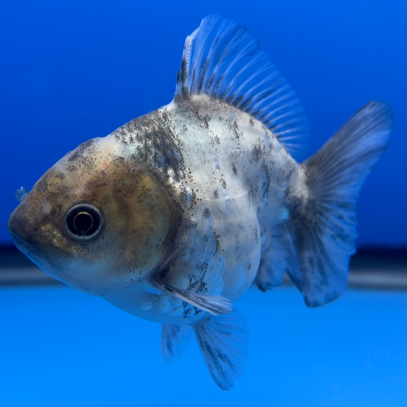 Thai Oranda SHOGUN 2.5” Body Female(CK-736)R1A09