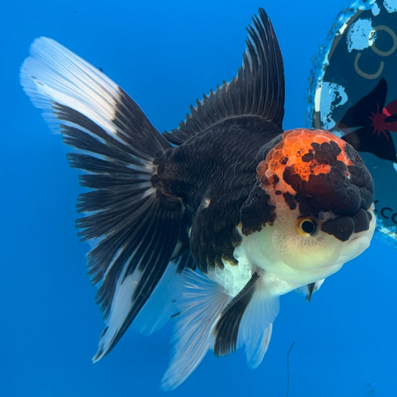 Thai Oranda Tri-Color 3” Body Male(QGF-CK-1077)SHOWTANK