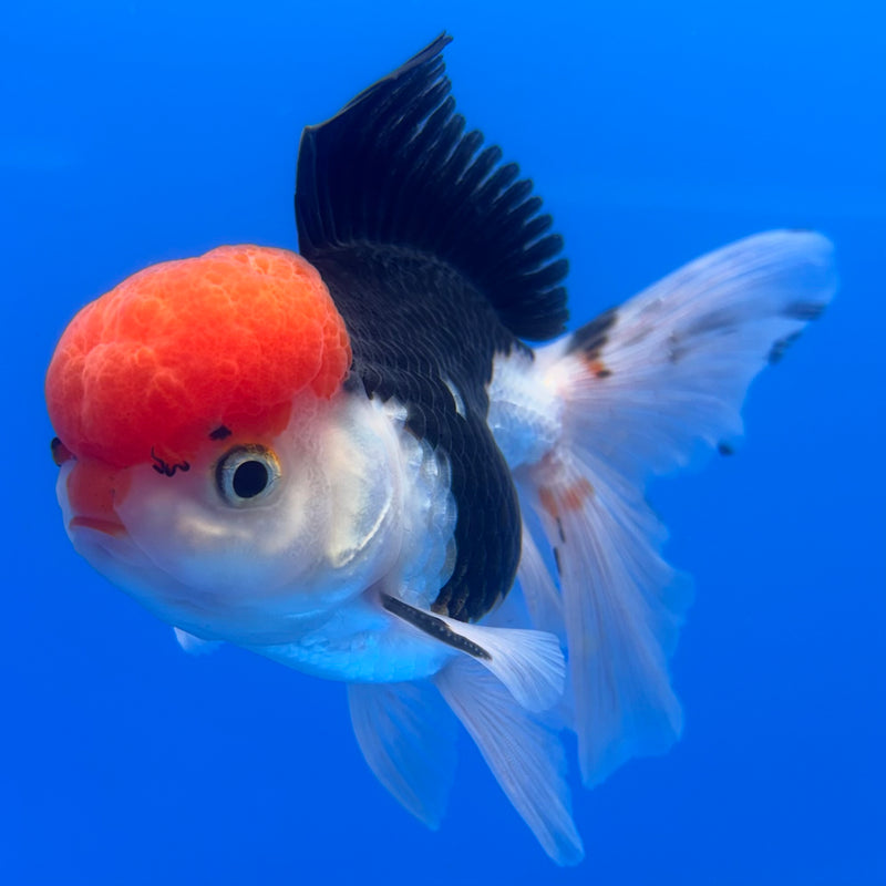 Thai Oranda Tri-Color 3” Body Male(CK-723)R1A01